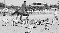 David Raley with his foxhounds