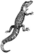 alligator