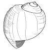 sea shell