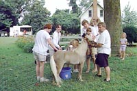 petting pony Calvert County Farm Tour