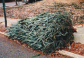 tree on the curb