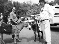 donkeys Danny and Winston