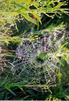 another spider in web
